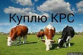 ДОРОГО Коровы на тримання та Мясо В Сумской Обл - фото № 1