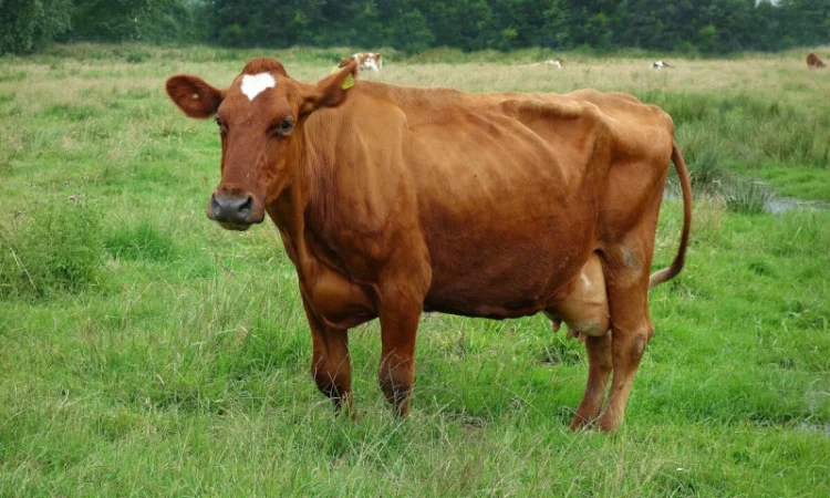 Купуємо корів у м. Харків - фото № 1