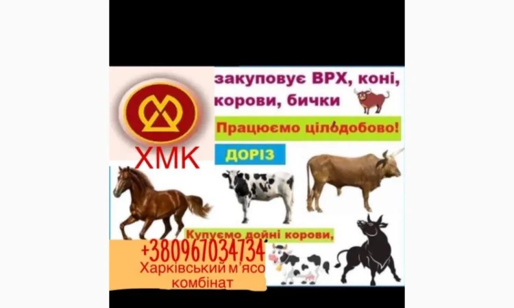 Покупка коров и быков в г. Дергачи - фото № 1