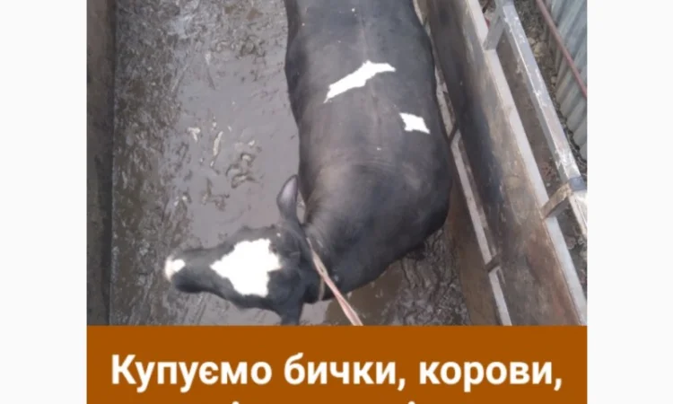 Закупка крупного рогатого скота в Тернопольской области - фото № 1