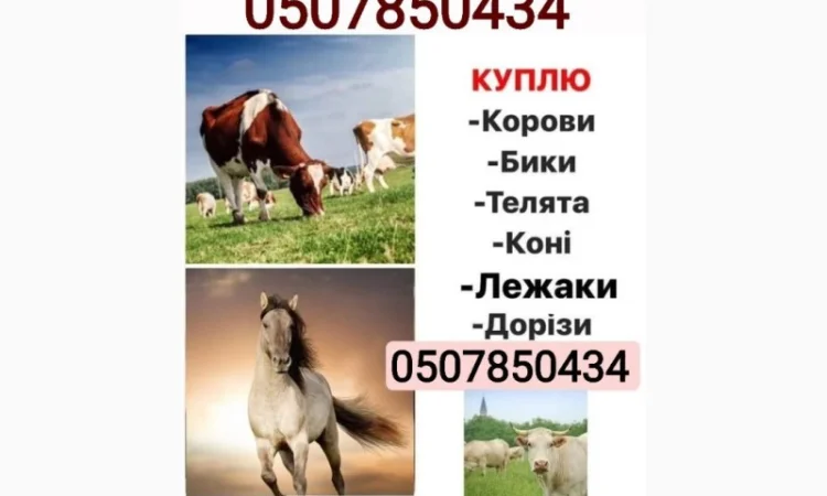 Куплю коров, быков и телят в Харькове - фото № 1