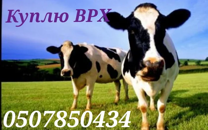 Закупка коров и быков в Харькове - фото № 1