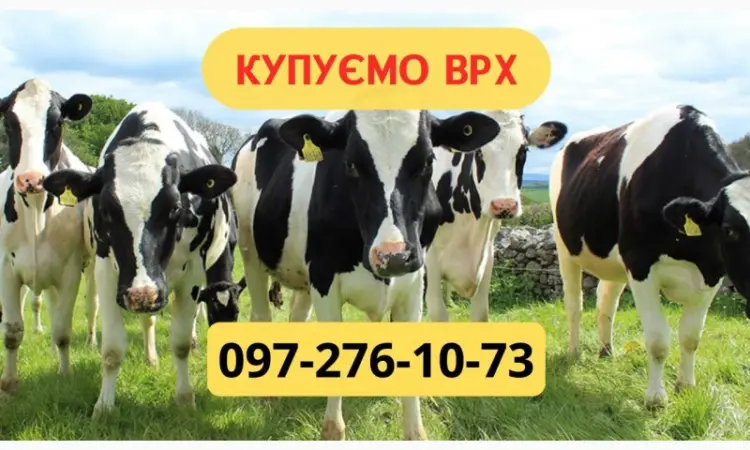 Закупка КРС. На мясо. Содержание. Лучшая цена. Бычки - фото № 1