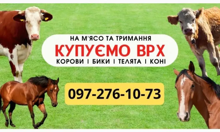 Закупка КРС. На мясо. Содержание. Быки - фото № 1