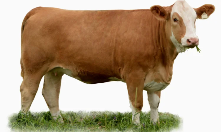 Постачання племінних нетелів симентальської породи - фото № 1