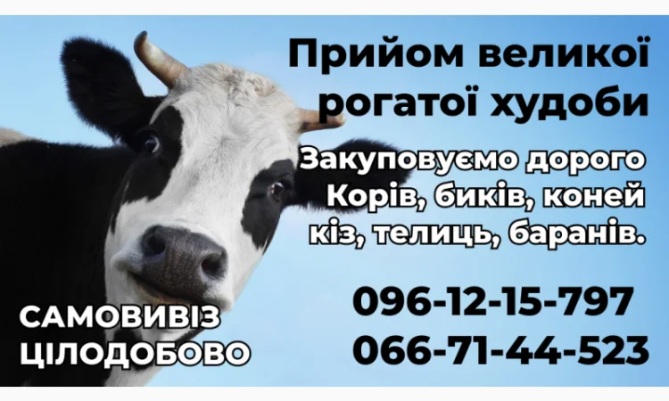 Куплю ВРХ по высокой цене - фото № 1