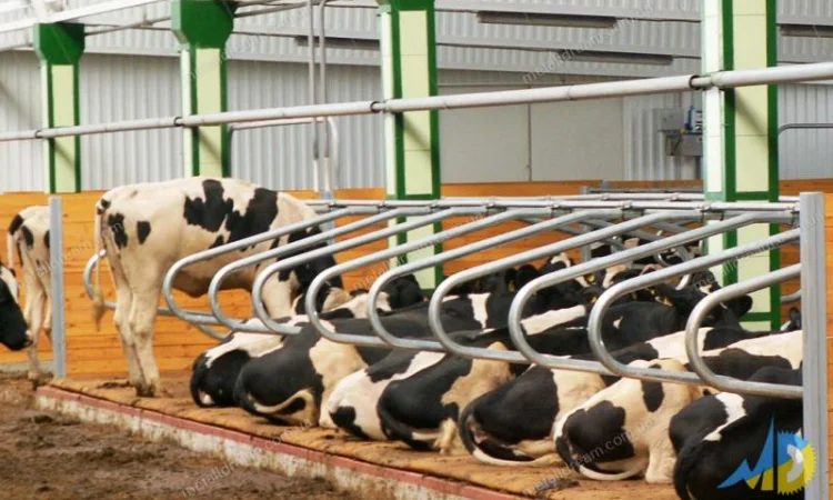 Разделитель для безпривязного содержания животных MetallDreamUA - фото № 19