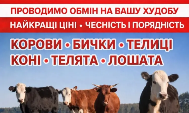 Закупаем КРС Коровы Крні Бычки Тёлки Телята На Мясо На Содержание - фото № 1
