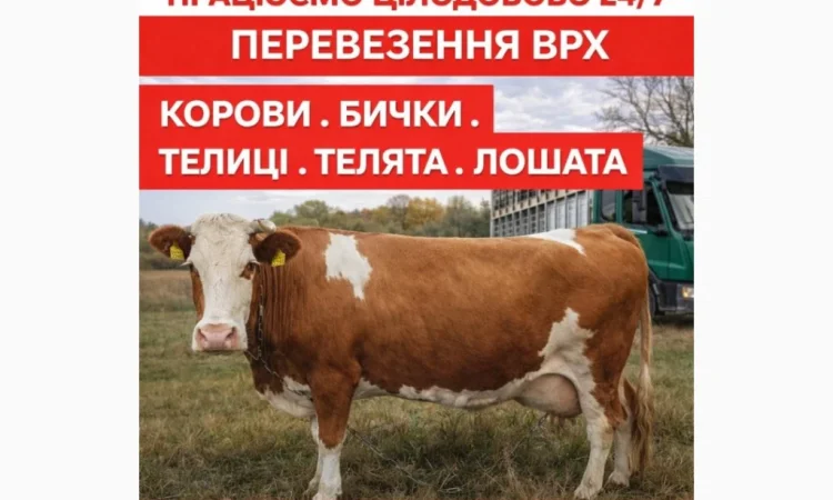 Закупаем ВРХ: коровы, бычки, телята для мяса и содержания - фото № 1