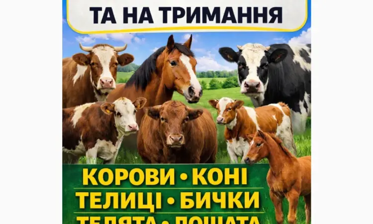 Закуповуємо ВРХ Корови Коні Бички Телята На М'ясо Та На Тримання - фото № 1