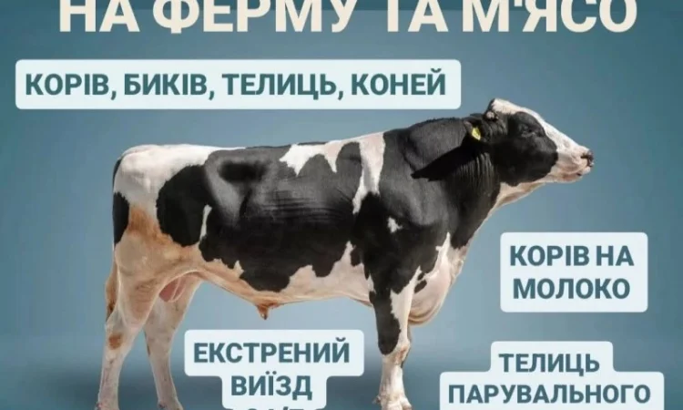 Закупаем ВРХ: коровы, бычки, телята и кони на мясо и содержание - фото № 1