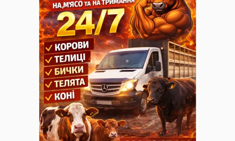 Закуповуємо ВРХ Корови Коні Бички Телиці Телята На М'ясо На Тримання - фото № 1