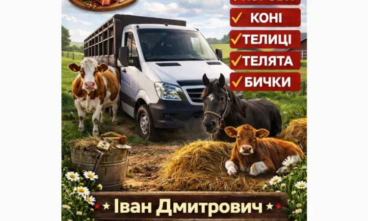 Закуповуємо ВРХ Корів Коней Бичків Телят Телиці М'ясо На Тримання - фото № 1