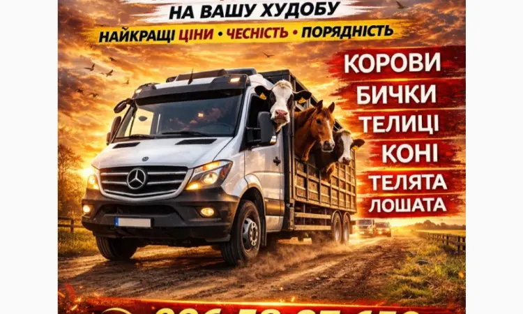 Закуповуємо ВРХ На М'ясо. Корови Коні. Бички.Телиці. ТЕЛЯТА - фото № 2