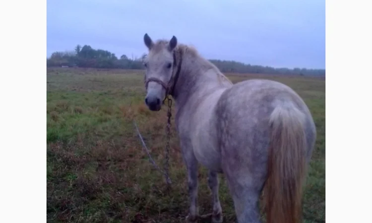 Закупівля великої рогатої худоби на м'ясо - фото № 2