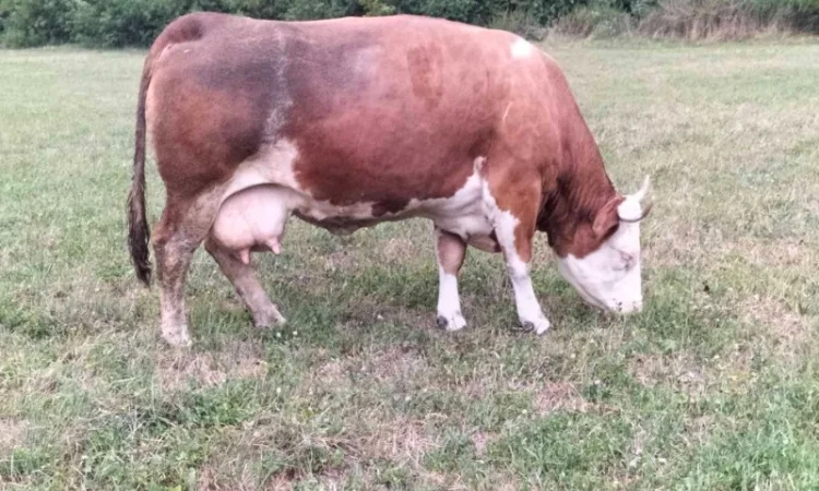 Закупівля великої рогатої худоби на м'ясо - фото № 3