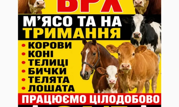 Закуповуємо Велику Рогату Худобу : ВРХ. Корови.Коні.Бички.Телиці. На М'ясо Та На Тримання - фото № 1