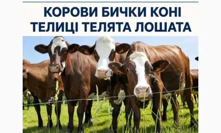 Купити Велику Рогату Худобу : Корови. Бичок. Телиці. Коні. На М'ясо Та На Тримання - фото № 1