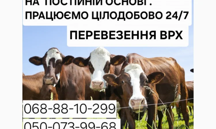 Закупка крупного рогатого скота: коровы, бычки, телки и кони - фото № 1