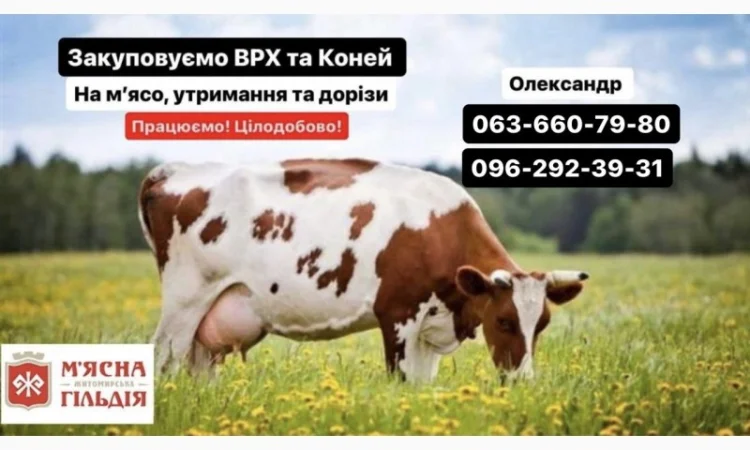Житомирський мʼясокомбінат закуповує ВРХ ДОРОГО - фото № 1