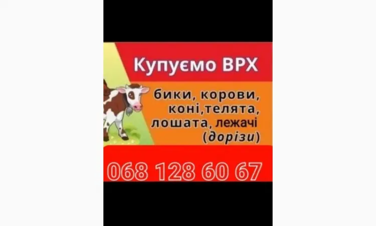 Купити ВРХ на м'ясо та на тримання - фото № 1