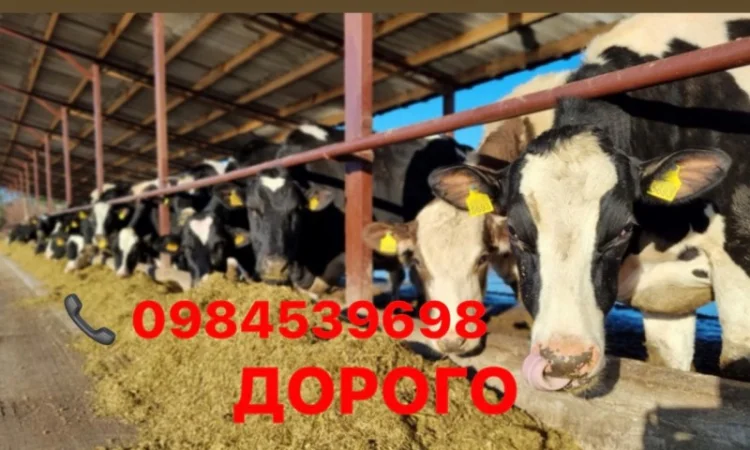 Купую телят бичків та телиць - фото № 1