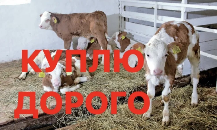 Куплю молочні телята в Києві - фото № 1