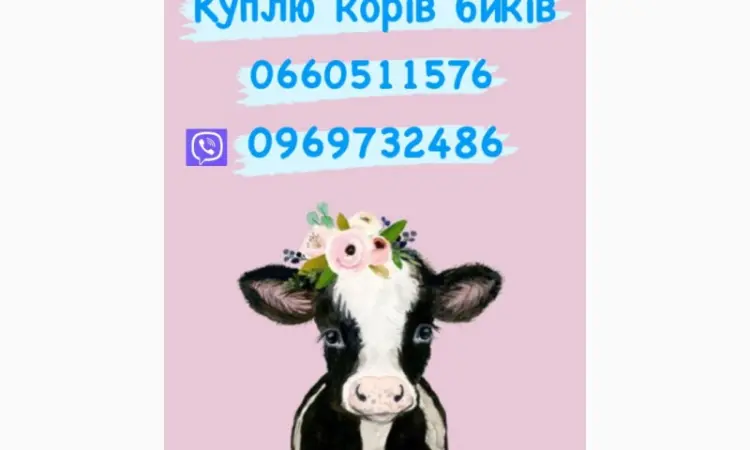 Бики та корови куплю дорого - фото № 1