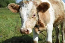 Закупка молодняка телиц, быков и коров в Донецке - фото № 1