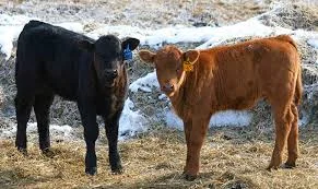 Куплю коров, быков, коней и баранов в Днепре - фото № 1