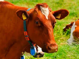 Куплю коров и бычков на постоянной основе - фото № 1