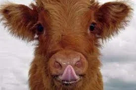 Купуємо яловичину, корів, биків та коней - фото № 1