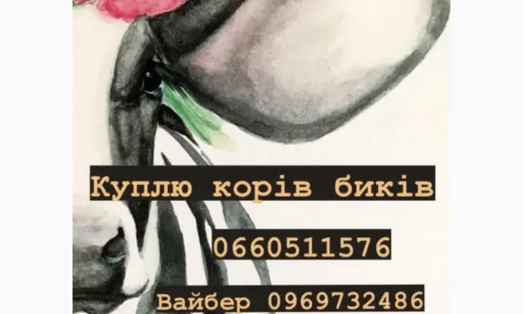 Закупка виробництва корів биків баранів на м'ясо!!!! Дорого!!! Цілодобово - фото № 1