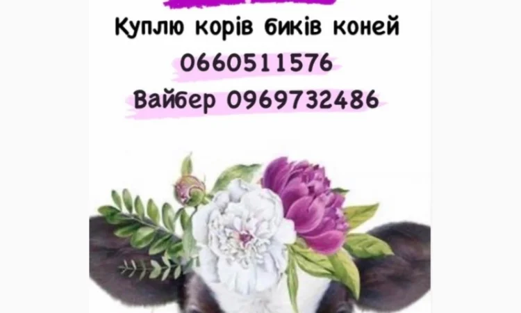 Закупимо телят в любій кількості !!! ціна вища в регіоні - фото № 1