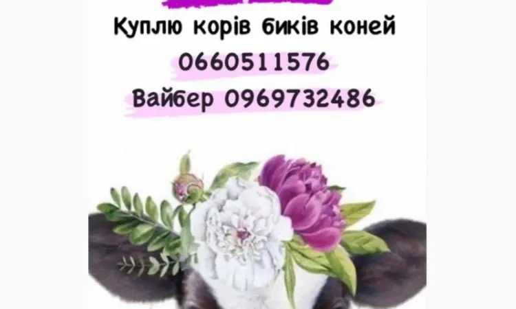 Закупим телят в любой количестве !!! цена выше в регионе - фото № 1