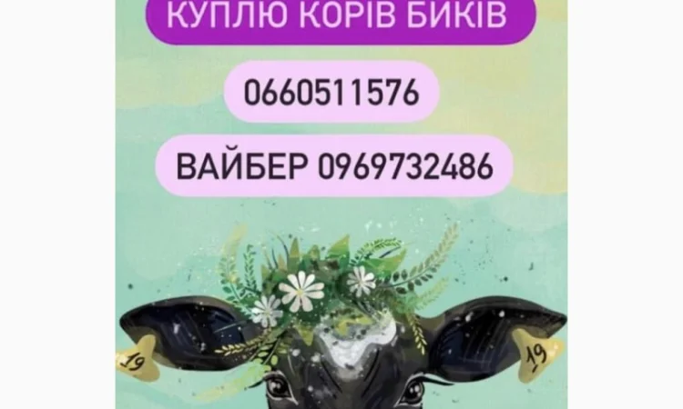 Куплю быков различных пород коров - фото № 1