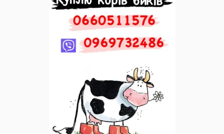 Закупка корів та бичків дорого телят - фото № 1