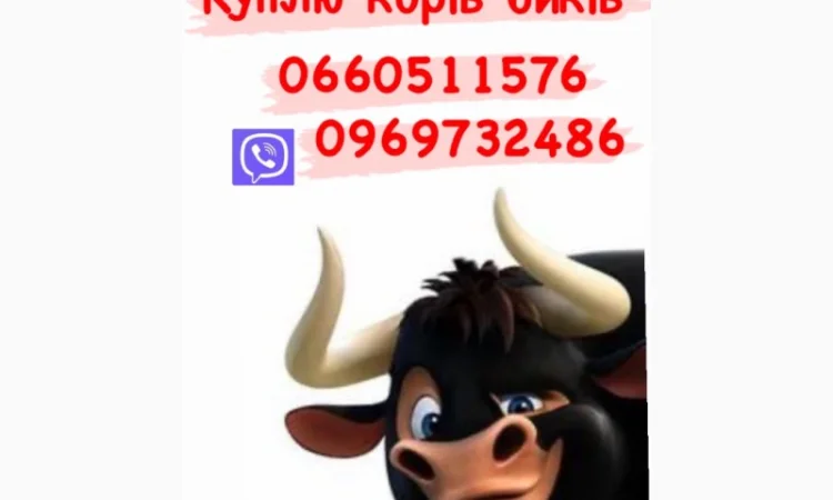 Куплю телиц, коров, бычков и свиней - фото № 1