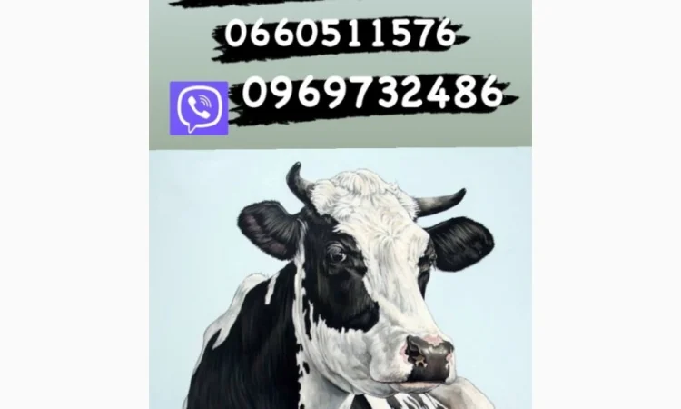 Закупка быков и коров разных пород - фото № 1