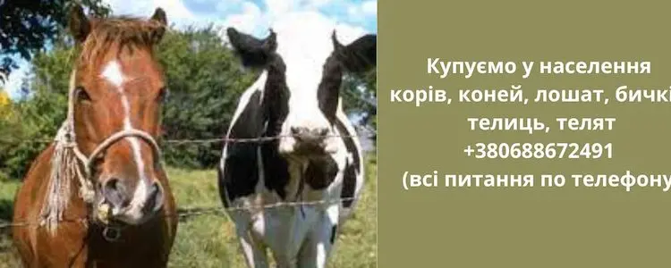 Купуємо корів - фото № 1