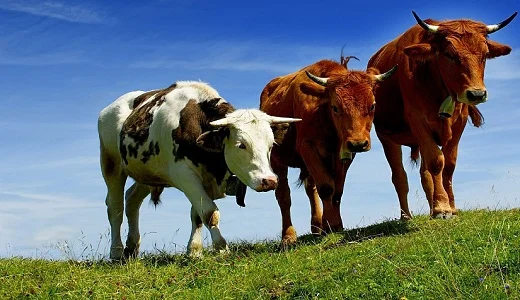 Закупка ВРХ в Хмельницком - фото № 1