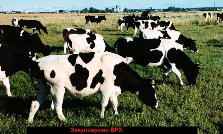 Закупка ВРХ в Житомире - фото № 1