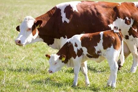 Заготовка - фото № 1