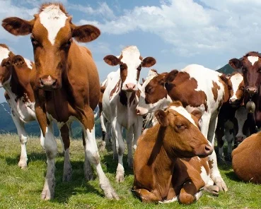 Закупівля ВРХ в м. Рівне - фото № 1