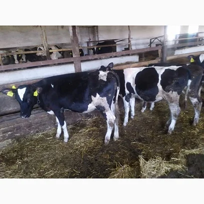 Закупівля ВРХ у Києві - фото № 1