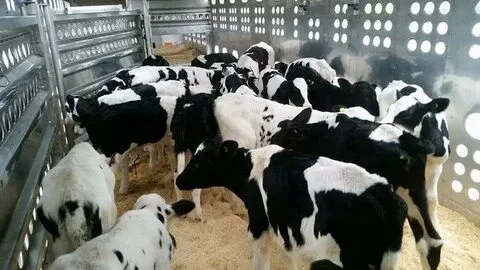 Покупка КРС - коровы, бычки, телки и лошади - фото № 1