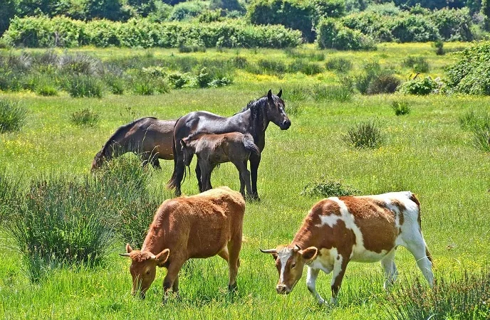Купую корів та телят - фото № 1