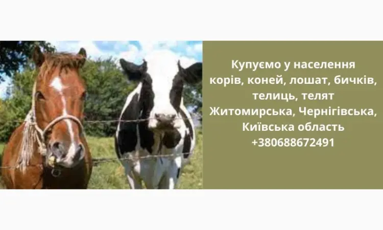 Покупаем КРС - фото № 1