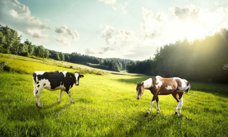 Покупаем коров у населения - фото № 1