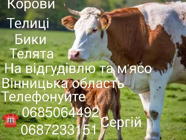 Куплю ВРХ: быков и коров - фото № 1